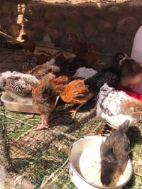 افراخ عرب • فروخ • تك • طيور للبيع • افراخ دجاج • صيصان • دجاج عربي • ...