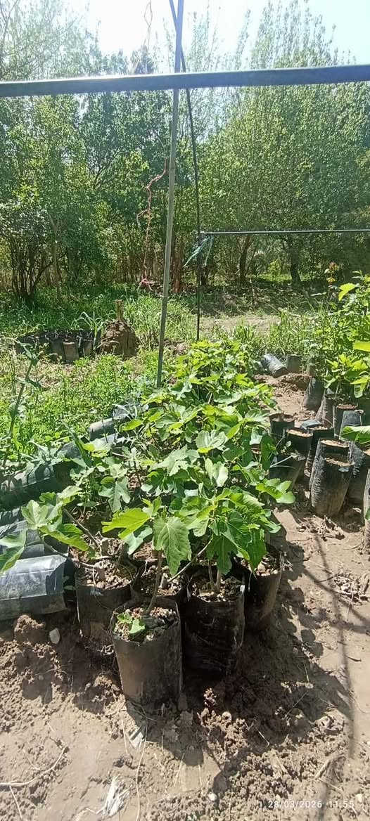 متوفر شتلات تين سعودي +اخضر بسعر ٣٠٠٠ ثلاثة الاف سعر شتلة واحدة ‭٠٧٨١ ٢٤٥ ٢٩٦٨‬
