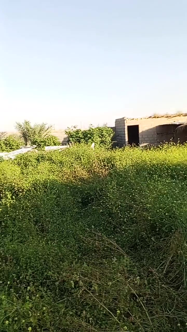 مزرعة للبيع المساحه  دونمين اوربع ليلان خلف معمل الغاز تحتوي على بئر  ماء حقل أشجار مثمره  بيت ***********
