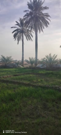 قرب سد الفلوجه • ٢ دونم • عقد زراعي مجدد