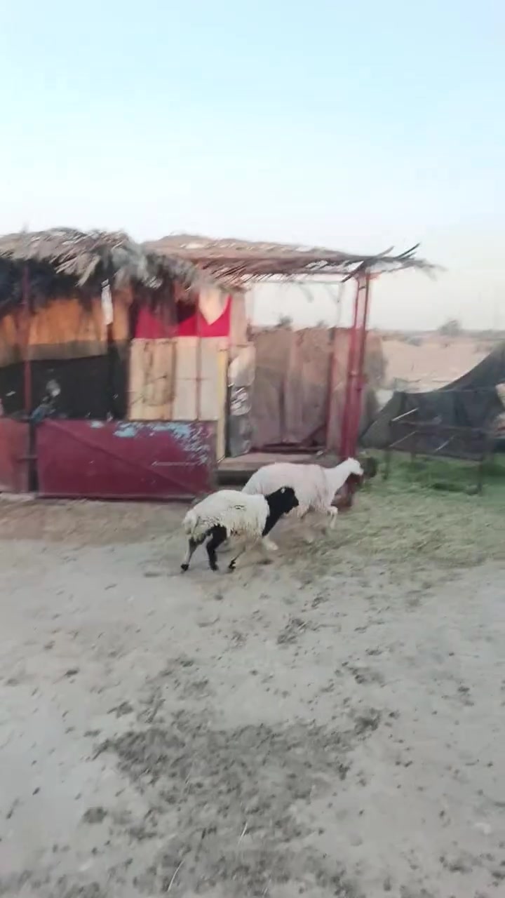 بسم الله ما شاء الله تبارك الله متاح نعاج اثنين تفاصيل داخل الفيديو السعر 785 وبيهن مجال للشراي المكان زويه ناحيه الفرات قرب قضاء هيت جزيره البونمر *********** اتصل او وتساب موجود
