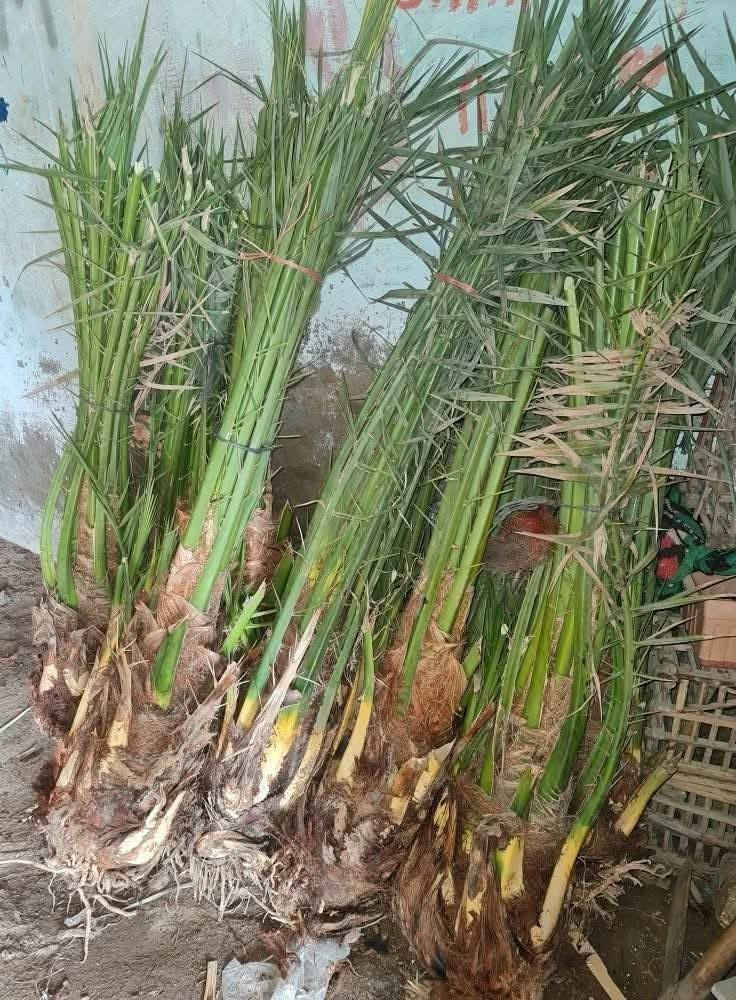 توجد انواع فسائل النخيل وباسعار مناسبة جدا
برحي مكتوم مجهول قرنفلي 

عجوه المدينة طه افندي 

اخت الفحل عوينه ايوب 

اخلاص عنبره مشمشي بدعه 

ليلوي بلكه مكاوي خضراوي 

جوزي قزمي حمراوي حمره الجبل 

شويثي احمر واصفر جبجاب 

بريم بربن ديري كنطار ام الدهن 

دقله نور مكحله اصابع العروس 

مكاني كوت ***********
