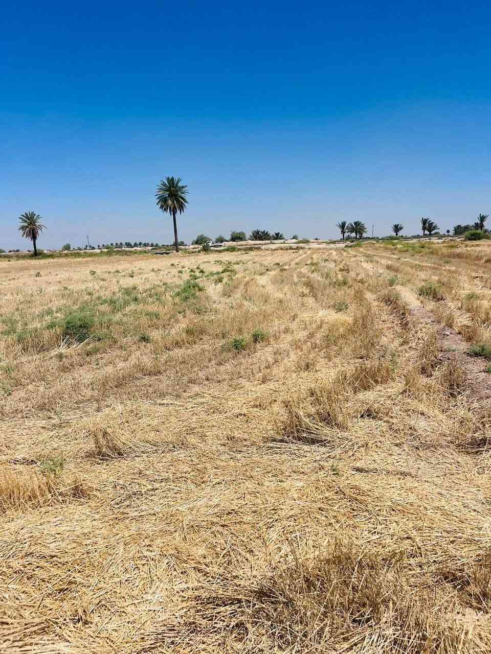 أرض زراعيه لمساحه 2دونم  لموقع   المحمودية الطيفية شاخه1 لسعر 15ونص الدونم لواحد وبيها مجال خدمات كامله ترهم مزرعة.شالية.حقول .كهرباء 24موجودة علاة خط الطوئ (ماء ،كهرباء ، شارع تبليط)  موجود واتساب عل خطين ***********
‏‪+964 751 973 6510‬‏
أرض زراعيه لمساحه 2دونم  لموقع   المحمودية الطيفية شاخه1 لسعر 15ونص الدونم لواحد وبيها مجال خدمات كامله ترهم مزرعة.شالية.حقول .كهرباء 24موجودة علاة خط الطوئ (ماء ،كهرباء ، شارع تبليط)  موجود واتساب عل خطين ***********
