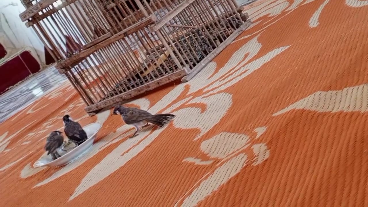 بلابل مخاليف الايفات مكان قرب سيدوشع ‏‪***********‬‏

