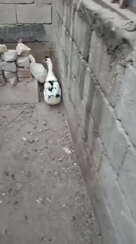 بشوش للبيع في ابي الخصيب ابو كوصرة للتواصل  ***********
