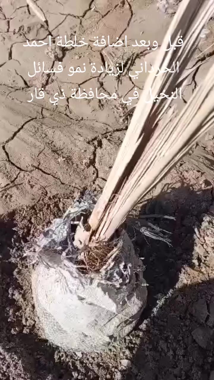 قبل وبعد اضافة #خلطة_احمد_الحرداني لزيادة نمو فسائل النخيل في #محافظة_ذي_قار #للحجز_مراسلتنا


**إذا كنت صاحب هذا الإعلان وتريد حذفه لأي سبب، رجاءا أرسل رسالة إلى الدعم الفني**