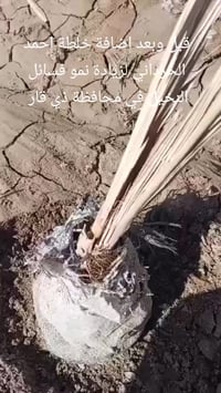 خلطة احمد الحرداني • فسائل النخيل • ذي قار