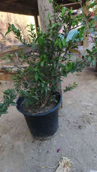 السلام عليكم يوجد شتلات ورد وأشجار توصيل من ورد جوري شجيرات المينه و ورد الجمال القطمر ورد الاستره و دمع ة الطفل و إلياس  وأشجار اكاسيا المصريه  اللاستفسار اتصل على الرقم ***********
