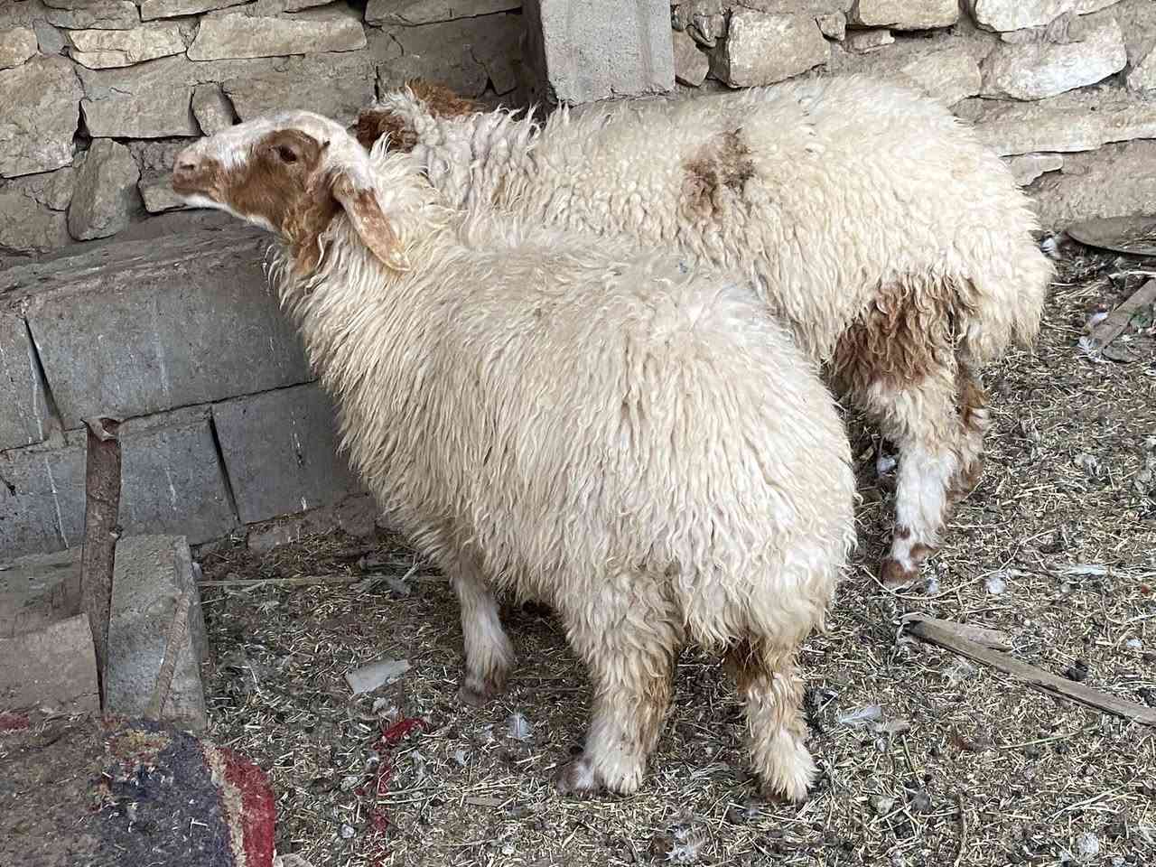 وراجين سمان كلش مال بر سعر وحده 250مكاني سماوه 

بداحره ***********. يرهمن واجبه وجني
