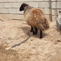 نعجه للبيع الاتصال ب07776636811