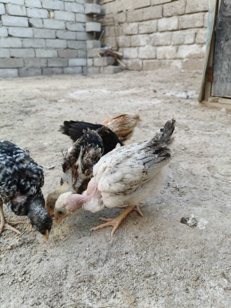 السلام عليكم متاح للبيع 5افراخ عمر 40يوم ملقحات زيتي سعرهم 15 قفل مكاني القرنة


**إذا كنت صاحب هذا الإعلان وتريد حذفه لأي سبب، رجاءا أرسل رسالة إلى الدعم الفني**