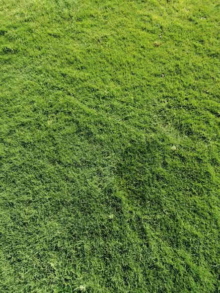 في بداية الموسم الجديد نعلن لكم بيع الثيل الهندي #درجة اولى خضار ١٠٠./. يتحمل جميع الظروف المناخيه
ثيل طبيعي وخضار ولا اروع 💚

نوعية ممتازة ودرجه اولى ⁦1️⃣⁩
ودائم الخضره 

ثيل #هندي  #امريكي   #ايطالي #انكليزي

اسعارنا الانسب وتوصيلنا الاسرع  لكافة محافظات العراق
لمعرفة المزيد راسل الصفحه او اتصل ***********/
*********** متوفر واتساب
