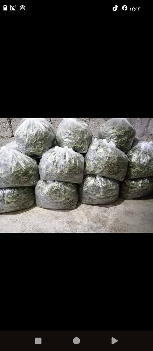 ملوخية على كيف كيفكون شغل البيت مي بير نطافه مكفول نطيفه مية بل مية يلي بدها تتواصل على رقم ***********
