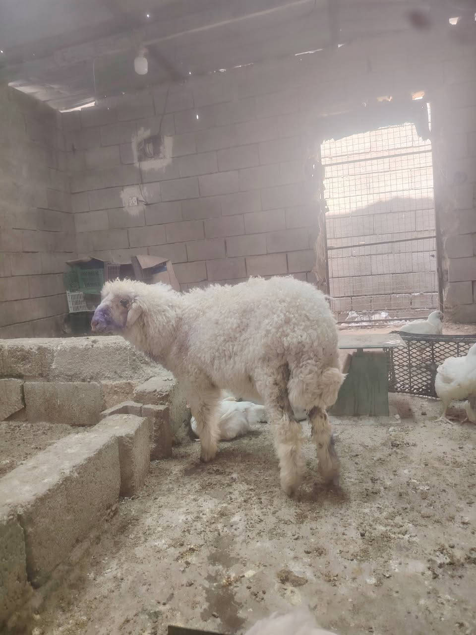 فطيمه للبيع المكان تكريت الديوم المحل مالتي مقابيل سوق الجمعه القديم هذا رقمي ***********
