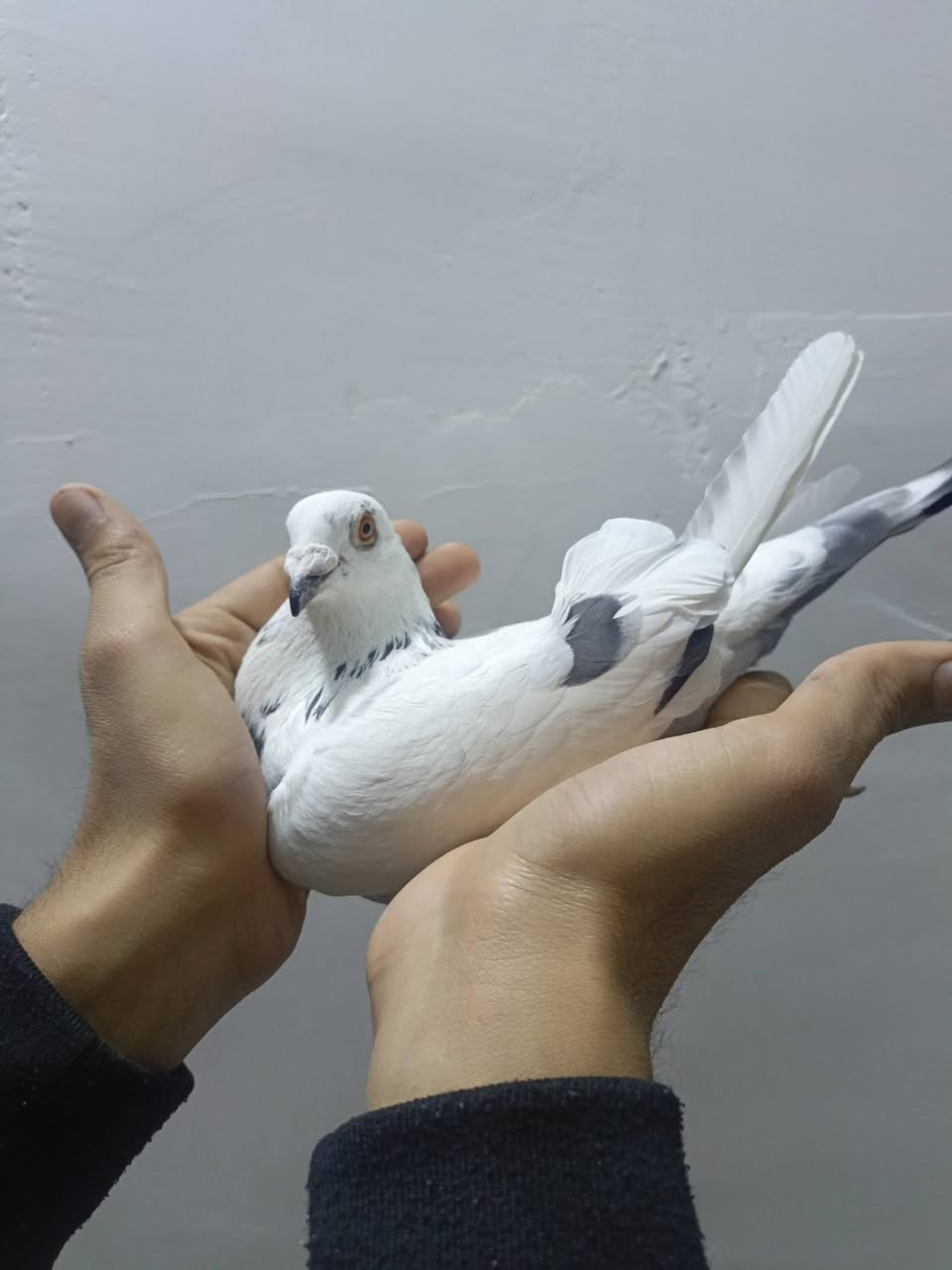 متوفر فحل زاز رابط 2023 مكان سبع قصور يوجد توصيل سعر خاص


**إذا كنت صاحب هذا الإعلان وتريد حذفه لأي سبب، رجاءا أرسل رسالة إلى الدعم الفني**