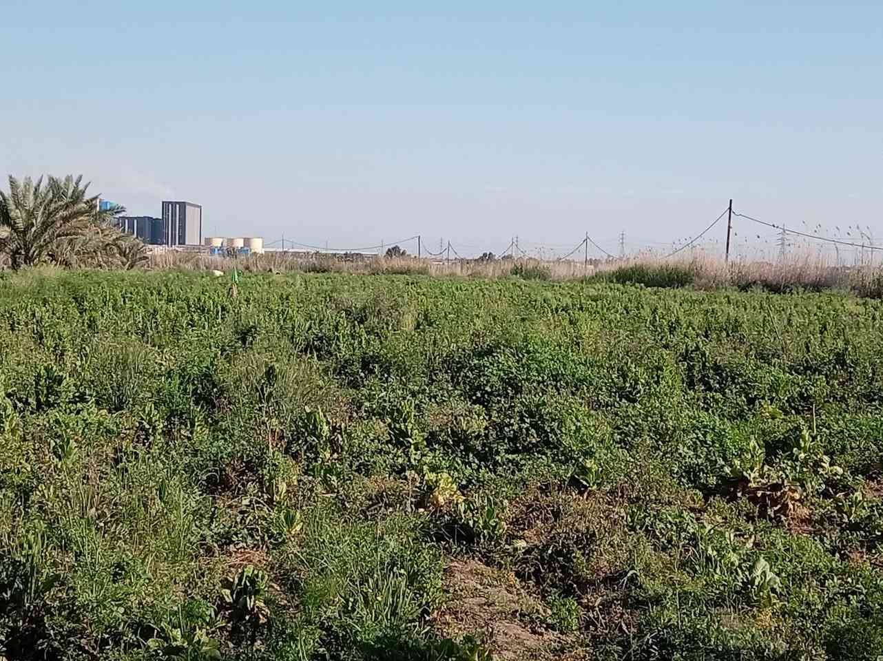 ضمانه برسيم اربع مشاير وهذا الرقم اتصل) ***********
