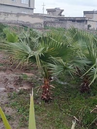 نخلة واشنطونيا • اكر • نينوى