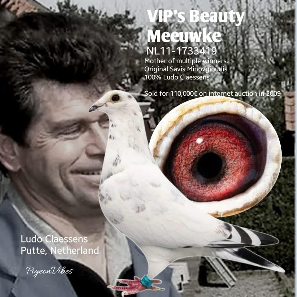 متاح                                                                                     زوج افراخ  2026 بشهادة الام والاب  موثقات 
خطوط ودماء   قوية    
#Ludo_Claessens
#Dirk_Van_den_Bulck
بغداد  حي  جميلة ***********
#لوفت___ألسعادة
