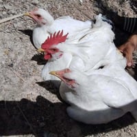 متاح