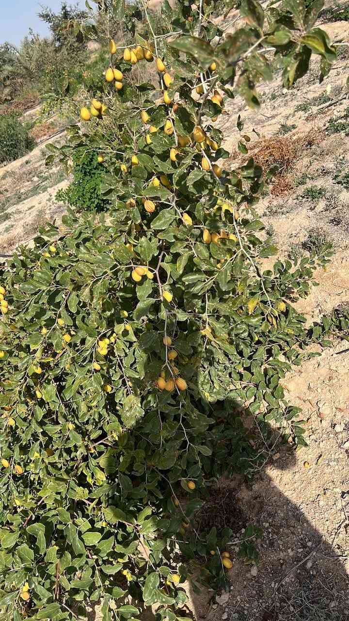 السلام عليكم وارحمة الله وابركاته
مزرعه للبيع 33 دونم  عقدزراعي طريع ياعلي عامود 349 البعد الثالث 
متوفر … غرفتين 2 … كهرباء … بير عدد 2 … حوض ماء خزن … طاقه شمسيه
نخل ٫ نبك ٫ زيتون 
للستفسار اتصل ع الرقم *********** متوفي واتساب
