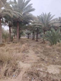 كربلاء الحسينية • ٣ دونم • طابو زراعي