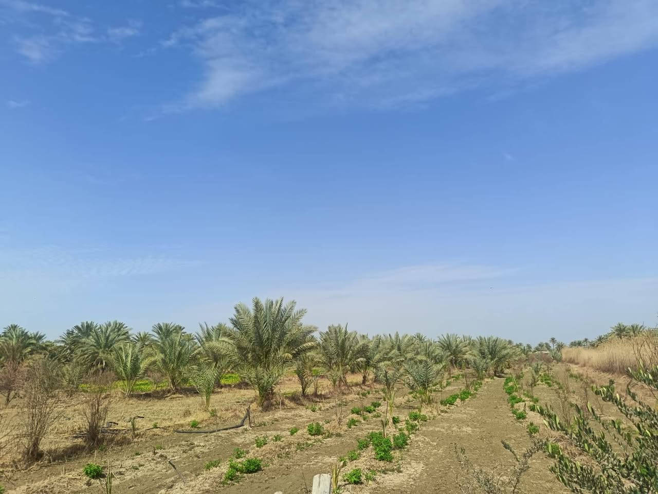 بستان للبيع 6 دونم ونص سند منفرد بسم شخص واحد وجه على تبليط مباشر طويريج منطقة شط طله سعر الدونم 130 مع المجال اي استفسار خاص


**إذا كنت صاحب هذا الإعلان وتريد حذفه لأي سبب، رجاءا أرسل رسالة إلى الدعم الفني**