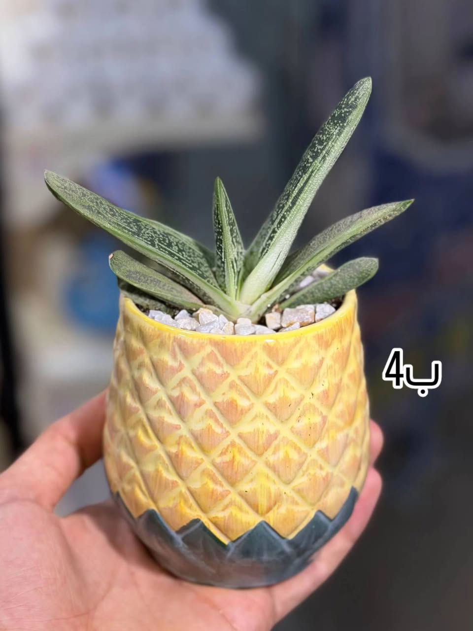 إذا تحب الزرع المرتب والجاهز 🌱
احنه نوفر سنادين مزروعة ومنسقة بشغل يدوي
بأسعار مناسبة للجميع


**إذا كنت صاحب هذا الإعلان وتريد حذفه لأي سبب، رجاءا أرسل رسالة إلى الدعم الفني**