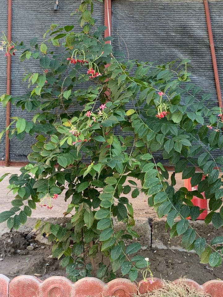 للبيع قطعه ارض مساحتها 800 م مشيد عليها ثلاث دور متوفر ماء وكهرباء ومجاري باقي فقط التبليط في شارع سيد محمد مقابيل جزيره بغداد السياحيه ملك صرف زراعي  من صاحب السندللاستفسار الاتصال على الرقم ***********
