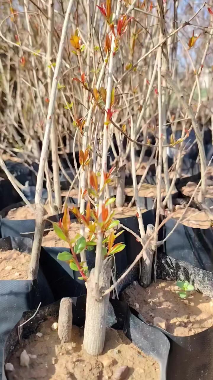 ❤عيدكـــــــــــــم مبـــــــــــــــــــارك 

🌹متوفر لدينا اشجار 
🍎رمان حلبجة سعر 4الاف
🍎تفاح شرابي سعر 6الاف
🍑مشمش سعر 5الاف
🍇عنب اصفر سعر 3الاف
🍐عرموط سعر 6الاف 
🫐آلوو اسود واحمر سعر 6الاف
🍋ليمون عراقي وبرتقال سعر 6الاف
🏡كالبتوس ارتفاع متر سعر 1000دينار
🌹ورد جوري سعر 2500 دينار
🌴تمر زينة او مايسمى وشنطونيا سعر 2000دينار

🏡العنوان ناحية النمرود قرية شنــــــــــف 
   0771078671


**إذا كنت صاحب هذا الإعلان وتريد حذفه لأي سبب، رجاءا أرسل رسالة إلى الدعم الفني**