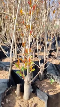 اشجار • رمان حلبجة • ناحية النمرود