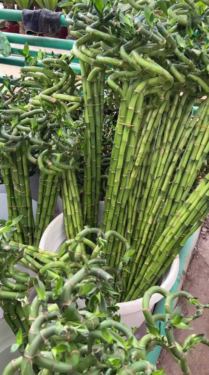 وصول وجبة جديدة 🌿
متوفر الآن نبات عصى موسى بأحجام مختلفة
مع توفر إكسسوارات ومستلزمات النباتات 🌱
للطلب والاستفسار يرجى مراسلتنا 📩
يوجد لدينا خدمة توصيل لكافة احياء مدينة الموصل 
***********
