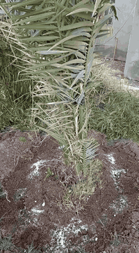 تسميد النخيل ضروري في هذه الأوقات
مكاني بغداد قضاء المدائن 
اي استفسار اني حاضر ***********
