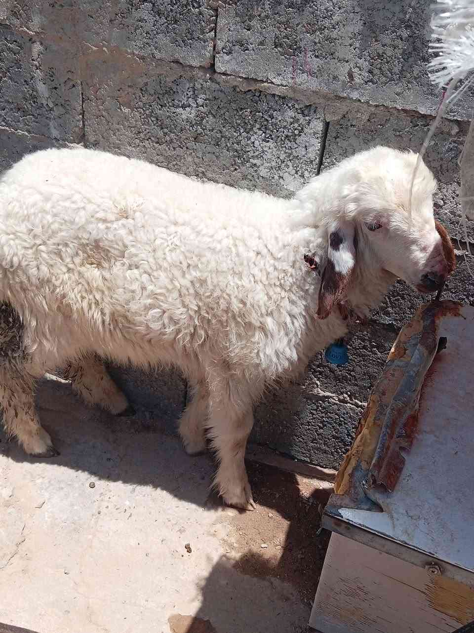 طلي البيع شرط صحاء سمين يرهم جني يرحم ذبح.مكاني نجف الاستفسار ع رقم ***********
