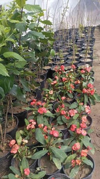 ثيل • شتلات • الحمزه الشرقي