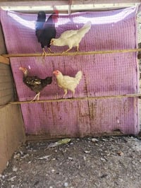ديج • دجاج • دجاج عربي • دواجن • طيور • حيوانات حية