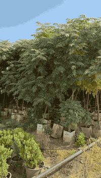 سبحبح سوري خشن
الطول 3 متر 
***********
***********
