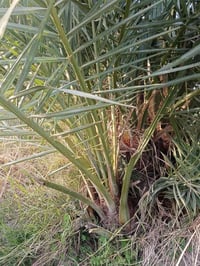 فسائل نخيل • شويثي • الرفاعي