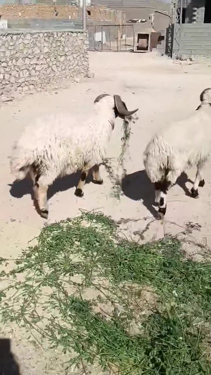 بسم الله متابعينا الغوالي چباش ثنين واحد مبدل سنـ2ـين والثاني اربع سنـ4ـون سعرهن ثنينهن بمليون 200   الشراي يتصل ويدلل المكان حديثه بروانه حي الشرطه ***********
