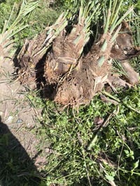 فسائل اسطه عمران • مكتب الزيتون • جمال السامرائي