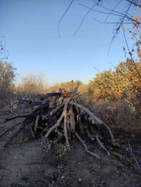 منشار • تقليم شجر • القيارة وقراها