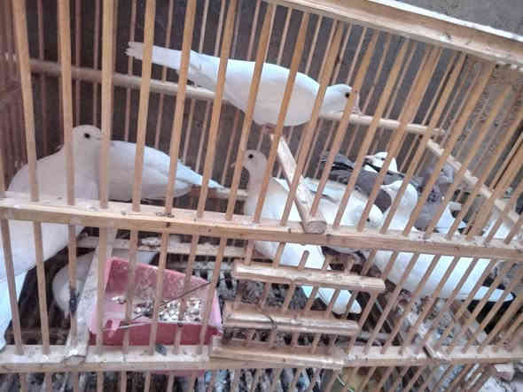 السلام عليكم فخاتي 4ازواج للبيع ينباعن شلع الزوج 15قفل ***********
