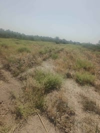 ٣ دونم • طابو زراعي • سند ٢٥
