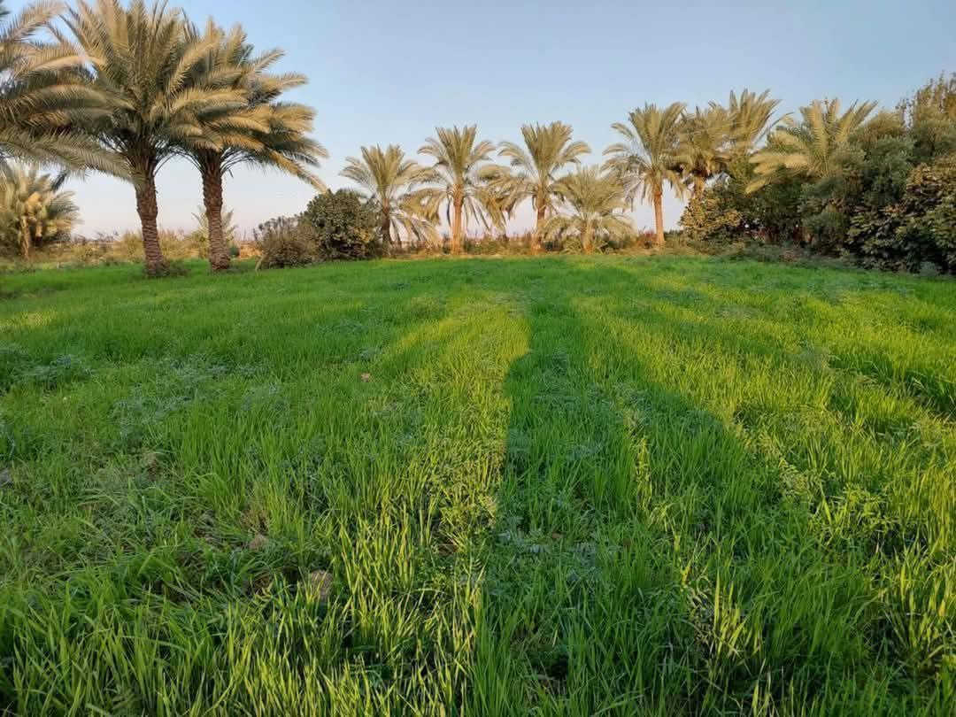 السلام عليكم ورحمة الله وبركاته اخوني يتوفر ارض للبيع مساحة 20 دونم طابو زراعي بغداد ابو غريب منطقة الزيدان خلف جامع واسواق الزيدان مباشرتا تبعد عن شارع الزيدان الرئيسي 50 متر فقط يعني ثاني قطه عن الشارع العام الأرض مزروعة وبيها كافه الخدمات يوفر ماء سقي سيح عل نهر الصب 20 متر واساله وكهرباء. تصلح مخازن وسكن وزراعه . اخوان السعر جداً مناسب بالنسبة لسعر المنطقة 
***********
‏‪+9647886601694‬‏
