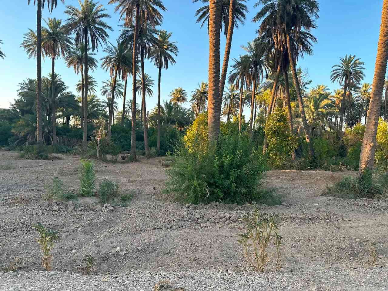 السلام عليكم
اليوم عدنه دونم ملك صرف ملك شخصي تحويل ثاني يوم 
مفتوح بيان كبل يدخل اسمك بل سند 
في بغداد الراشديه منطقه الدباغيه 
يبعد عن الشارع الرئيسي 300متر اذ مو اقل 
واجهة الدونم 48ونزاله 55
كامل خدمات كهرباء +مي +شارع 12متر حاليا سبيس 
اي ستفسار اتصل ع الرقم 
*********** 

تسويق عقارات مشاريع استثمارية عقارات بغدادعقأرات ألعنزي 
@إشارةبغداد الجزيره السياحيه@

