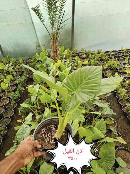 من رخصة الادمن نباتات ضليه وخارجيه التوصيل مجاني لمناطق واحياء كربلاء
الحجز والاستفسار واتساب ***********
