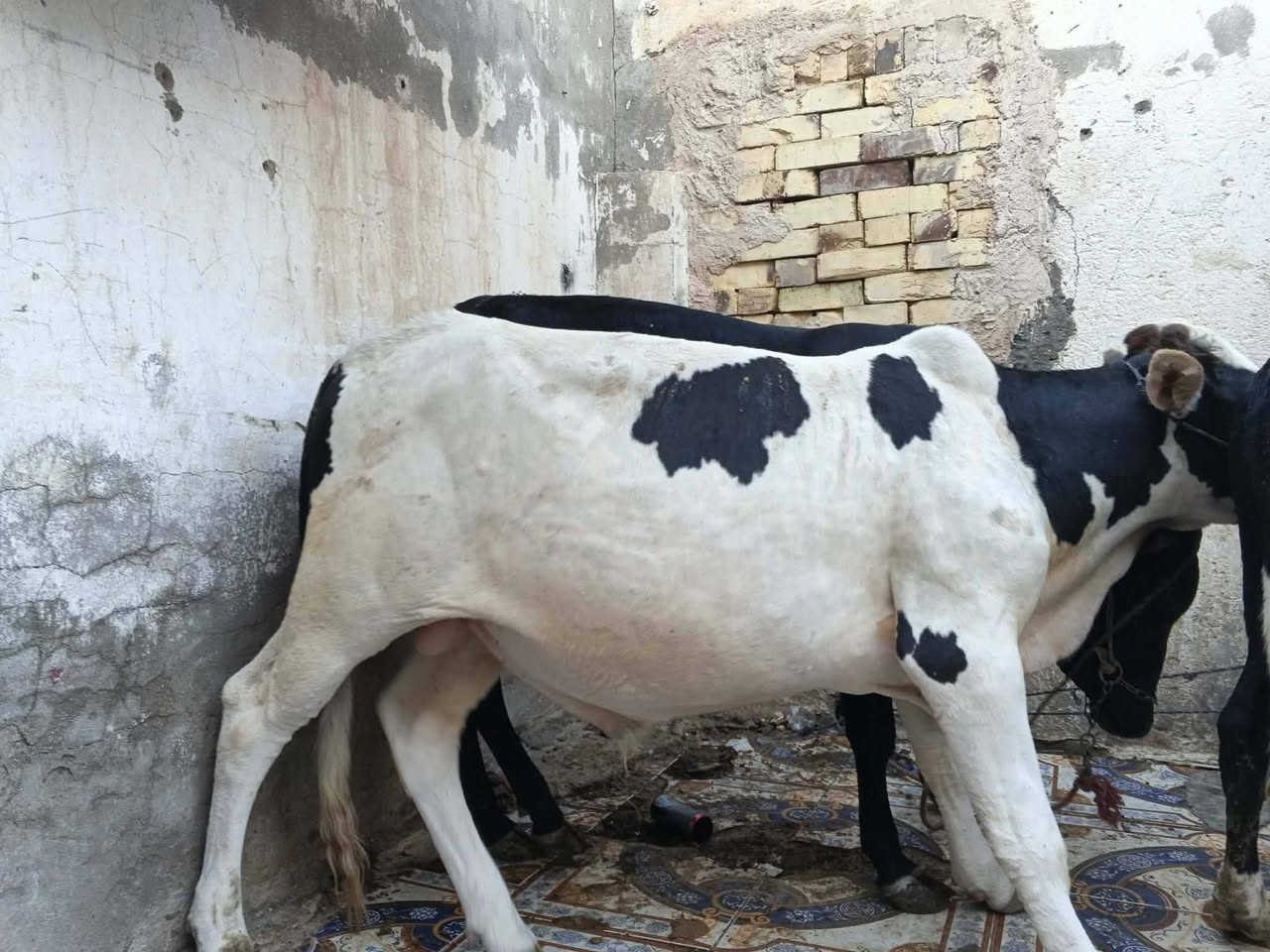 عجول البيع عدد 3 سمان سعر الواحد مليون 350 وبيهن مجال مكان عماره على الحولي قرب محطه مال بيت حجي مخيلف 
***********
