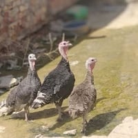 فسيفس • ١ فحل ٢ نثايه • ميسان العماره
