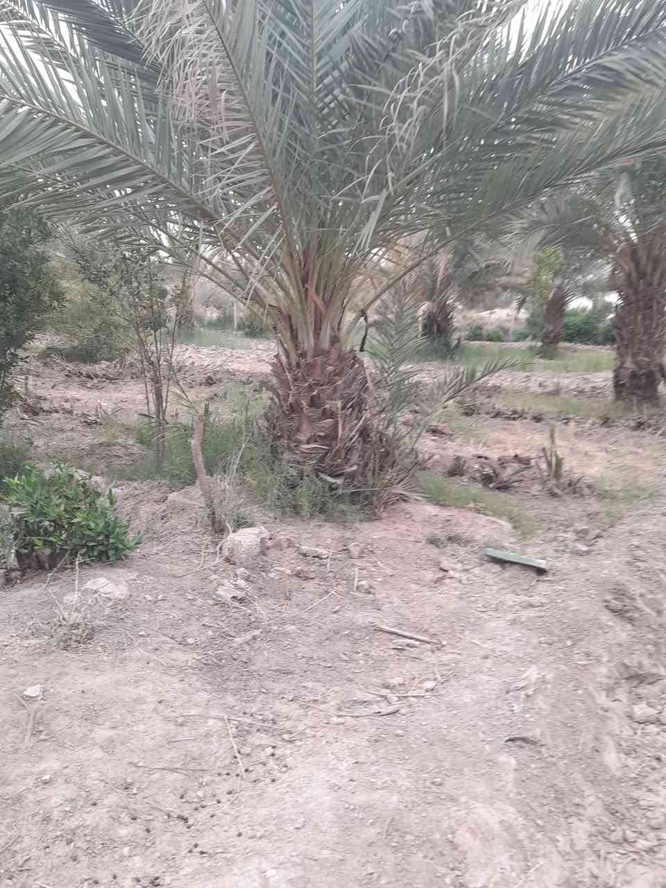 السلام عليكم يوجد لادينه نخل للبيع  من متر ولحد ٣متر النخل كلا حمال ومحمل حالين الرغب بل شراء هاذا رقمي ***********
