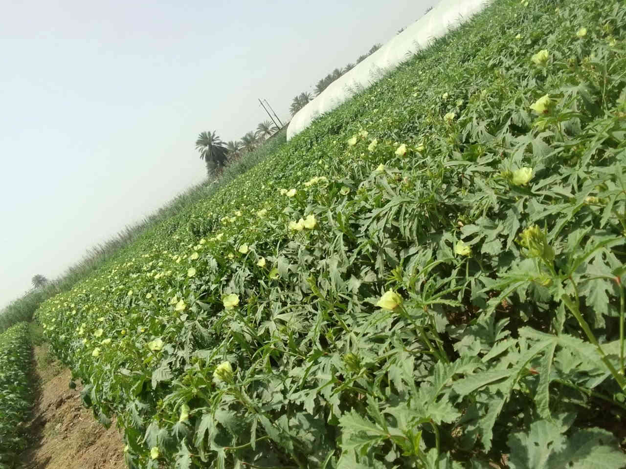 يوجد  بذور بانيه متعهد بيه للحوي وشتريد اني حاظر
لعنوان بابل لمسيب

السعر خاص
***********

***********
