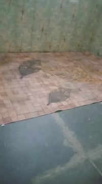 النهروان • بيت ٢٥٠م • خط ثاني